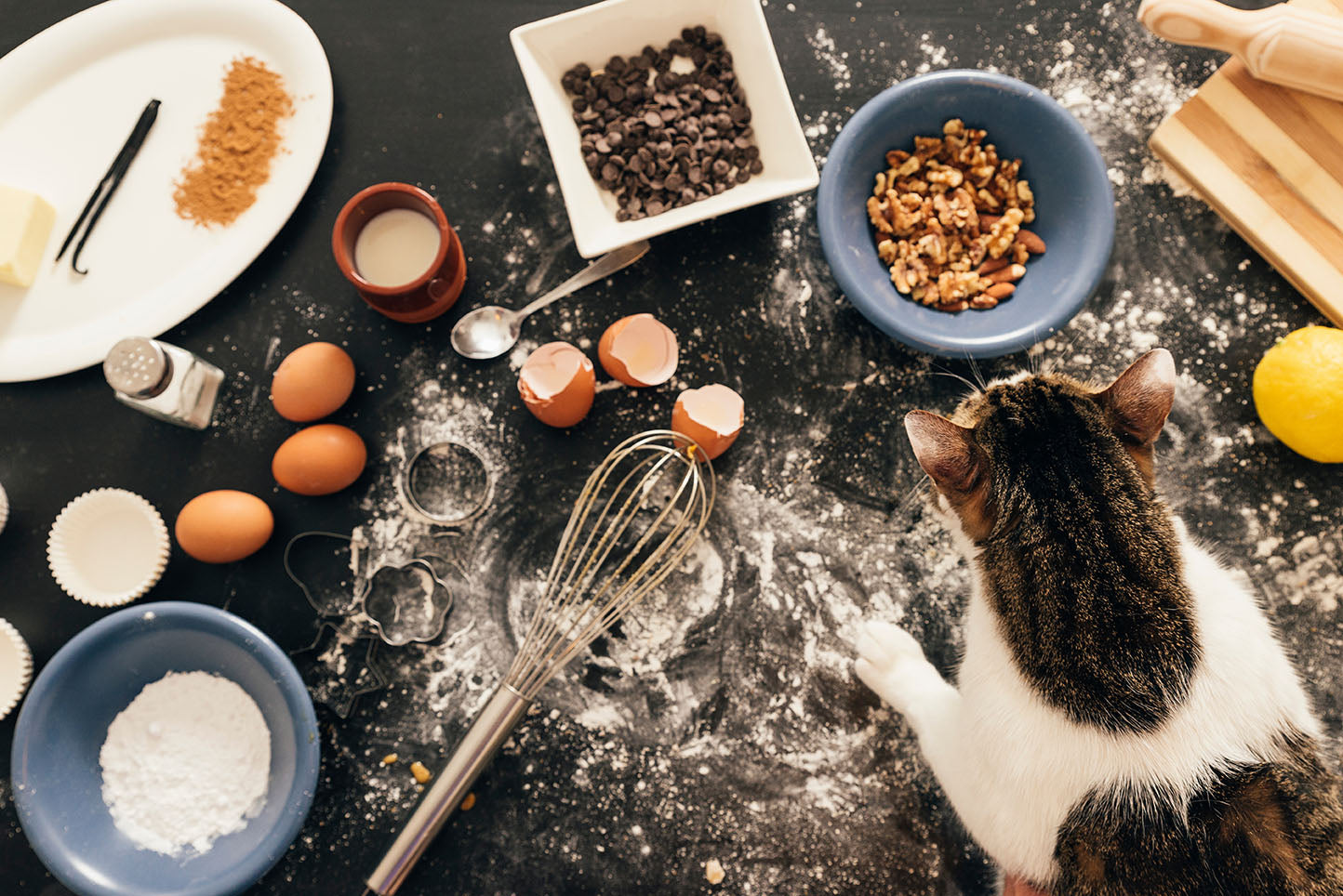 Is flour shop bad for cats