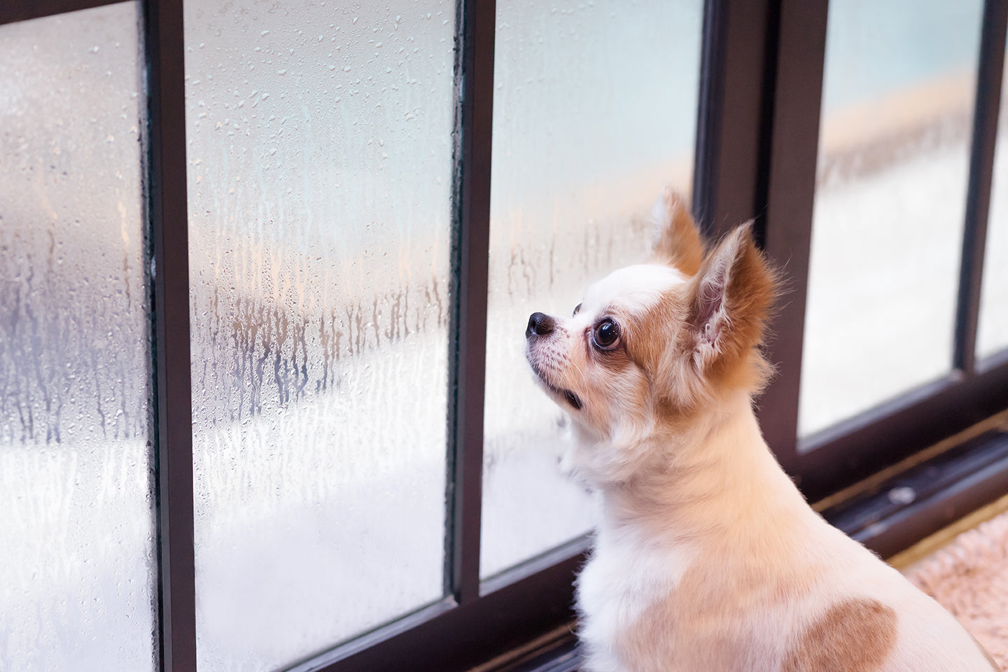 7 Indoor Dog Enrichment Ideas for Rainy Days