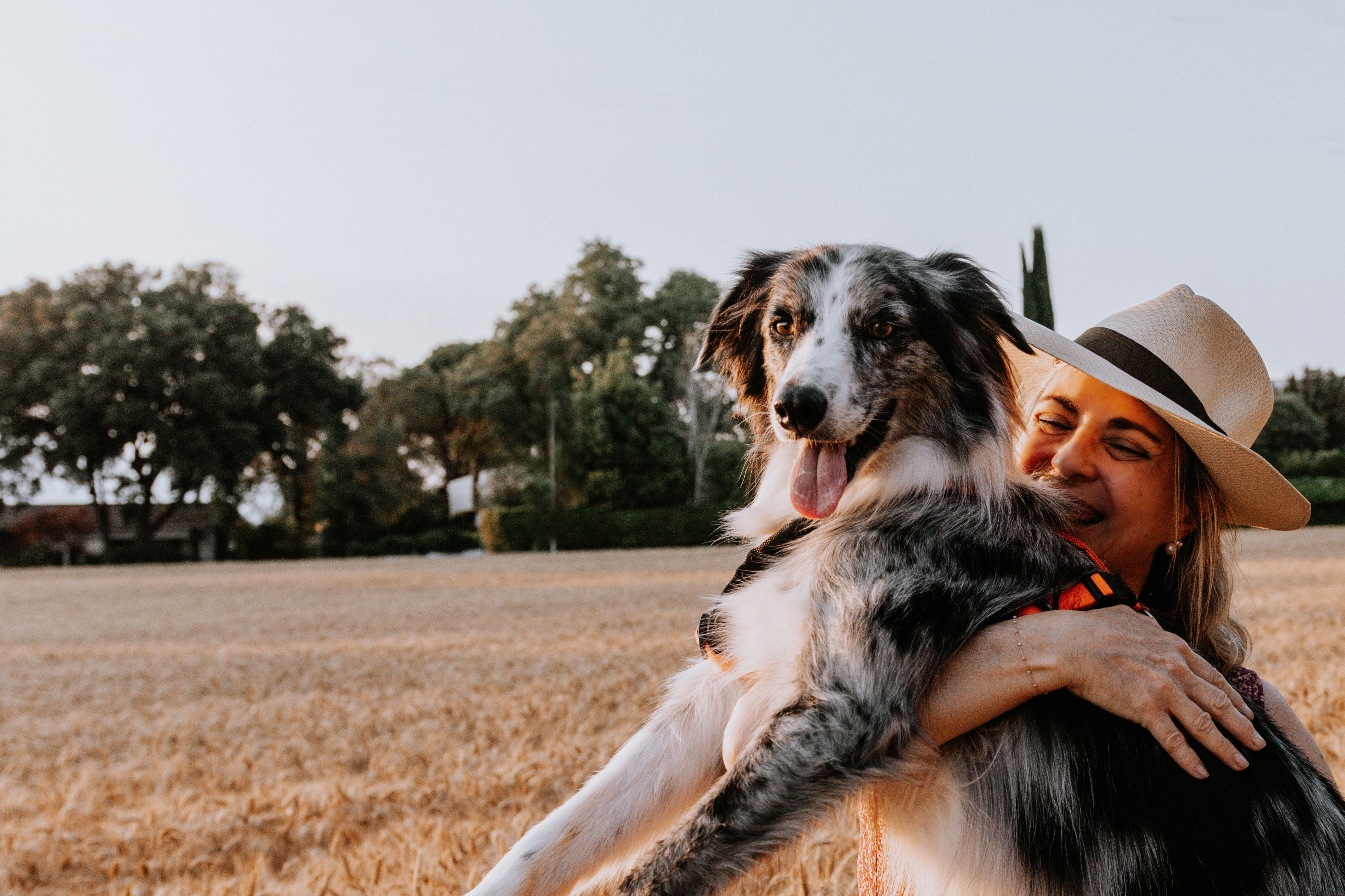 5 Benefits of Elevated Food Bowls for Dogs: Myths or Facts?