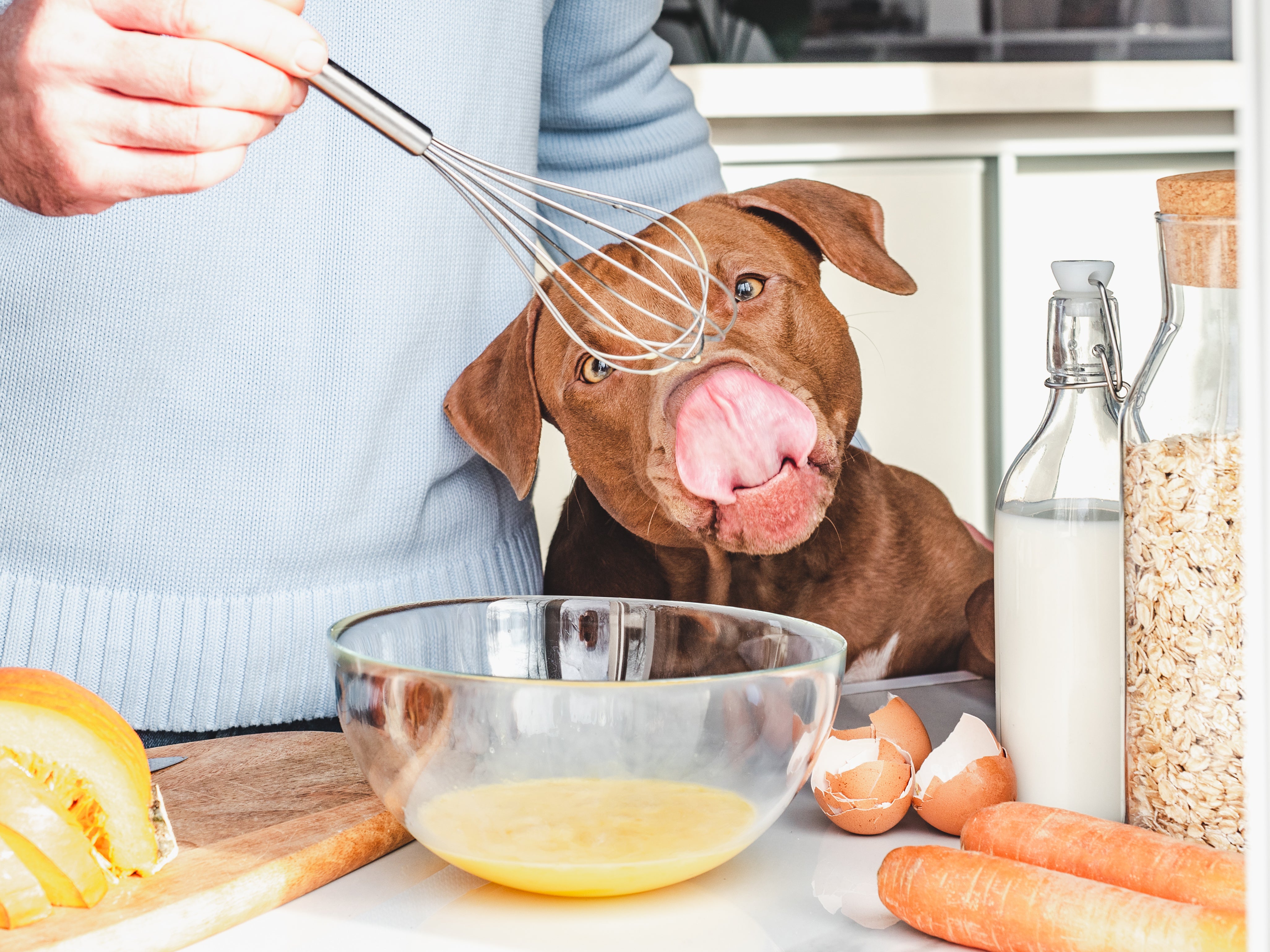 No Chocolate, No Avocado: 10 Foods Dogs Can't Eat