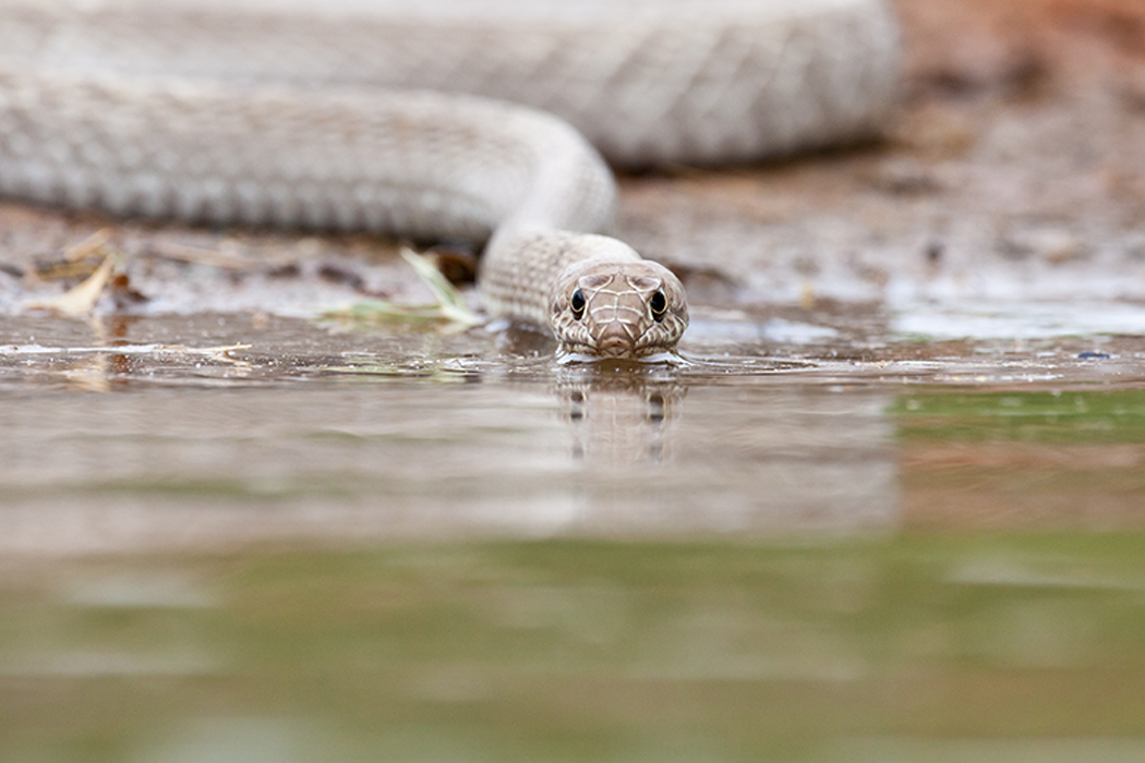 14 Central Texas Snakes To Look Out For – Tomlinson's Feed