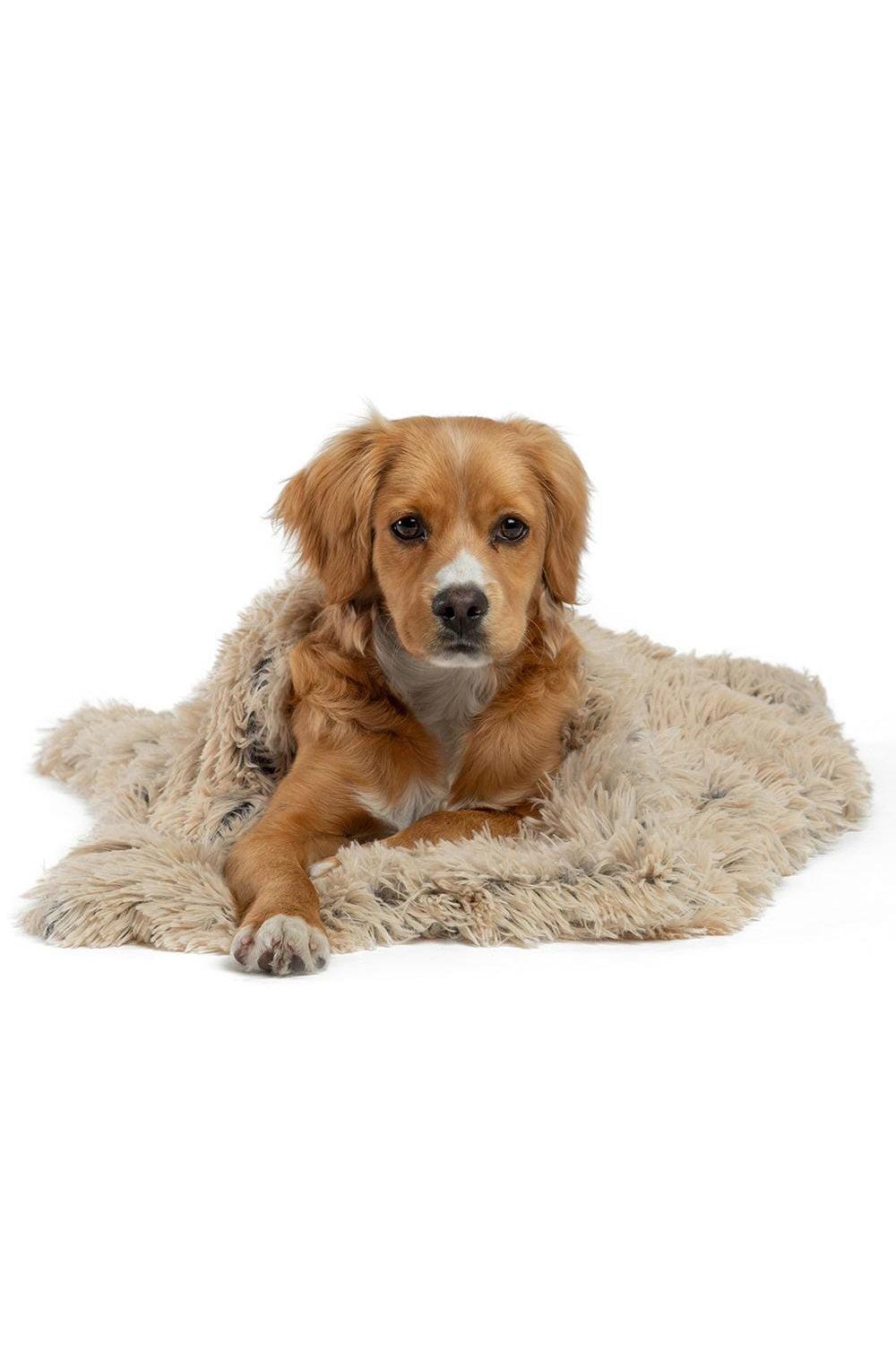 Best Friends Shag Taupe Pet Blanket in Austin Texas