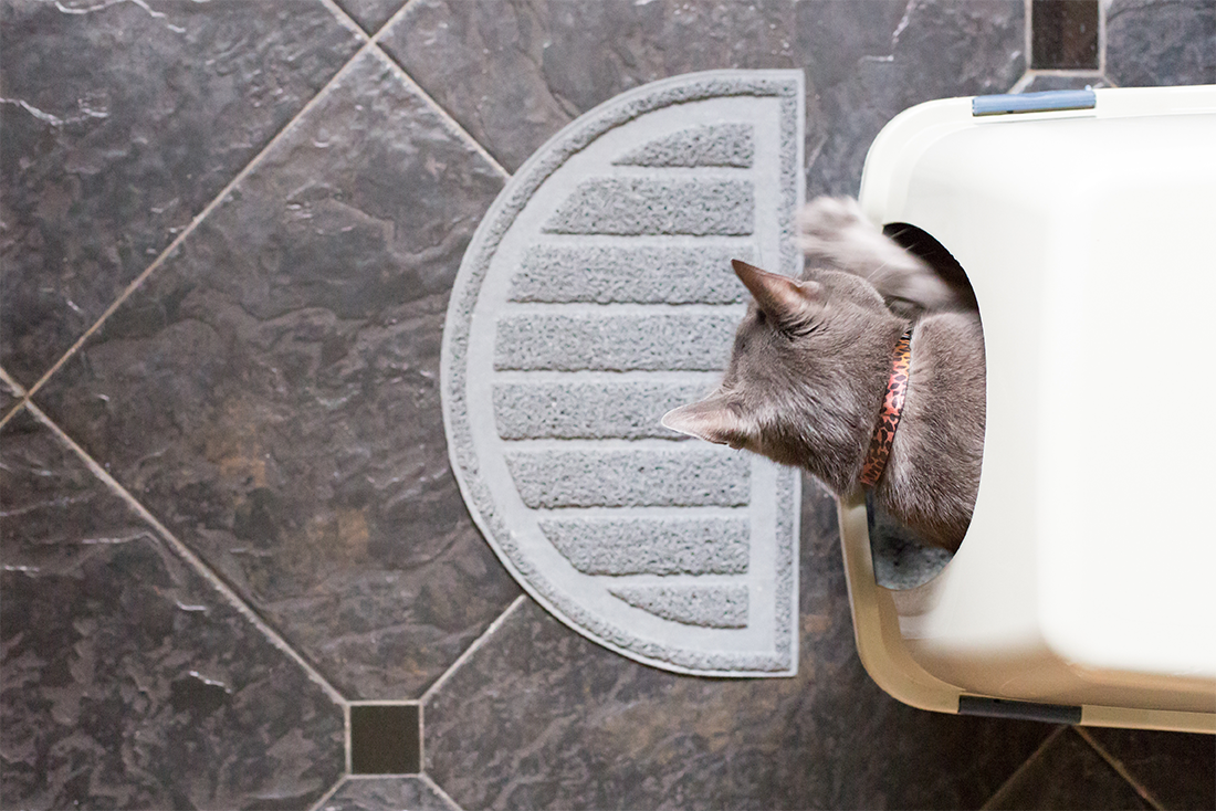 AdobeStock_181279514_7f4dab5a-cc47-4883-a6a4-9b7e4ec642fc.png?v=1750283193