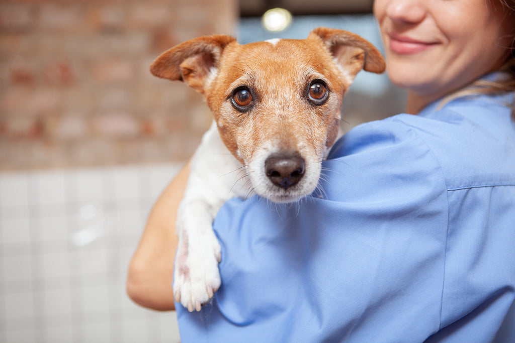 A Budget Friendly Guide to Vet Clinics in Austin Tomlinson s Feed