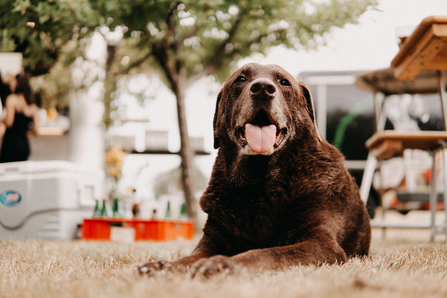 Tomlinson s Feed Austin s Local Trusted Pet Store