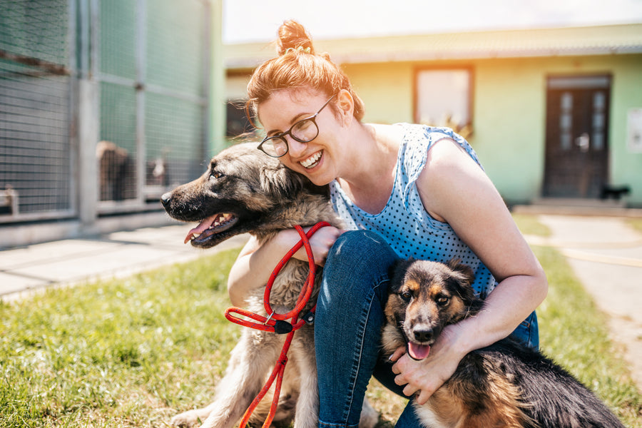 Selecting a Dog Daycare in Austin The Best and the Worst Tomlinson's Feed