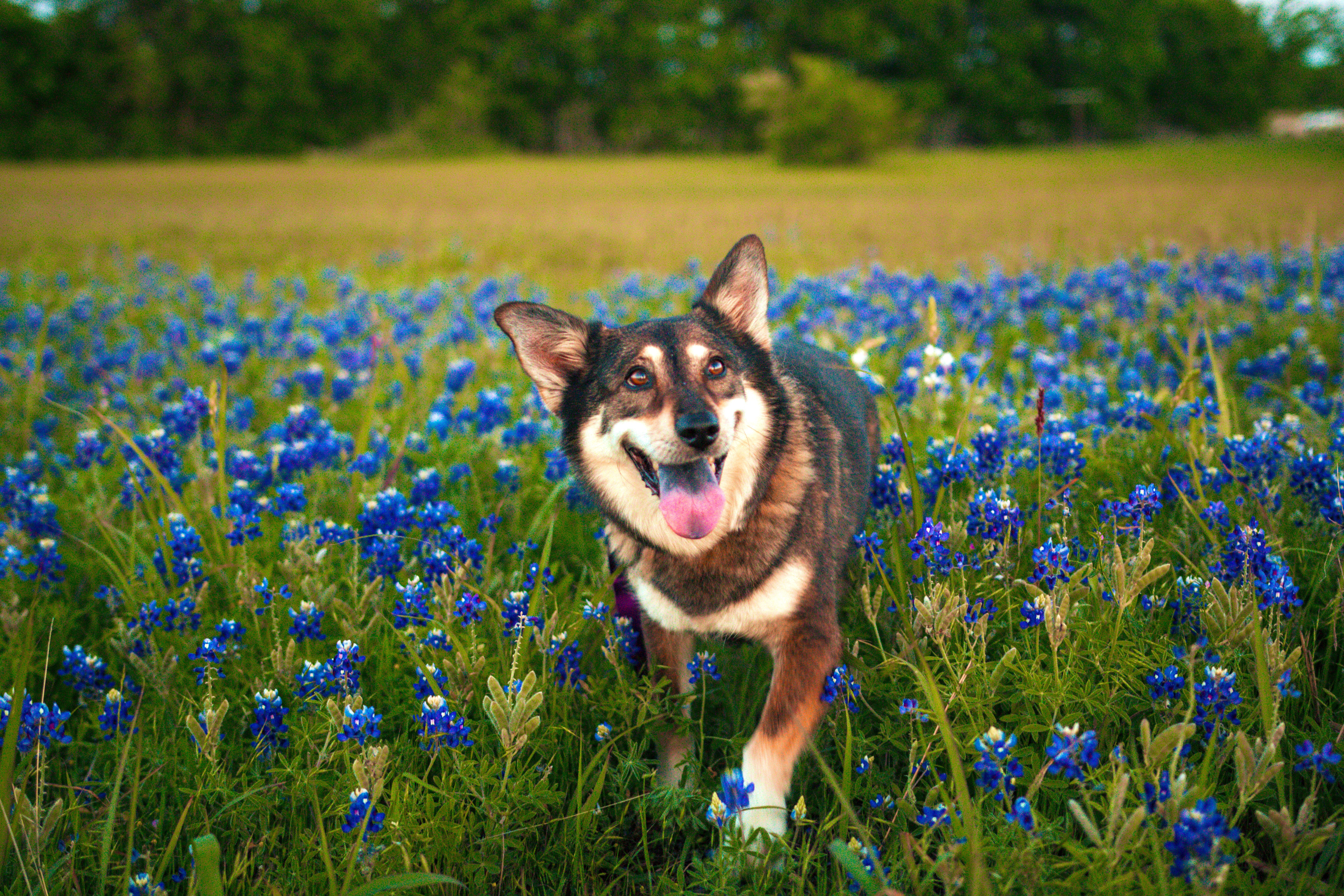 Pet feed outlet stores near me