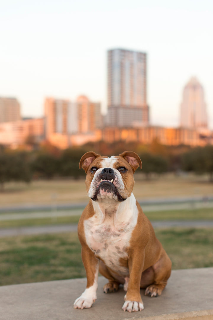 Tomlinson's Feed Austin's Local Trusted Pet Store