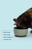 My Perfect Pet Low Phosphorus Chicken Gently Cooked Cat Food