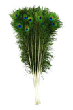 ThoozyPet Peacock Feather Cat Toy - multiple feathers