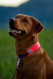 Nite Ize Rechargeable LED Collar Cover