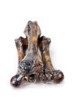 Tuesday's Natural Dog Company Pork Femur Bone Dog Chew