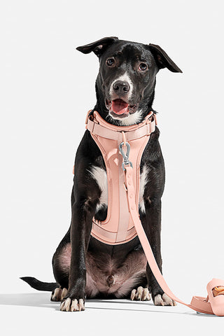 Wild One Blush Dog Harness in Austin, Texas – Tomlinson's Feed