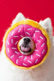 Zippy Paws Strawberry Donutz Dog Toy