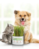 Pet Greens Oat, Rye & Barley Blend Self Grow Kit