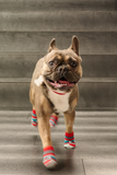 RC Pets Sporty Pawks Charcoal Heather 4 Pack Dog Socks
